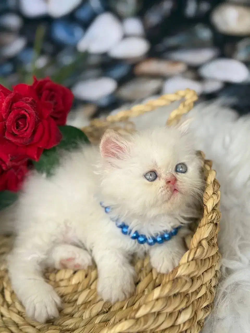 تنها مجموعه‌ گربه‌ در اهواز (پرشین/اسکاتیش/بریتیش)|گربه|اهواز, کیانپارس |دیوار