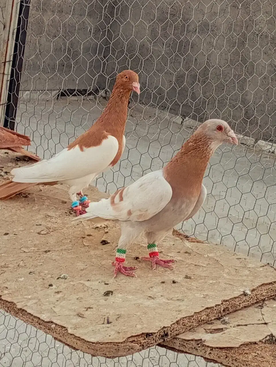 کفترو پلاکی پرشی|پرنده|شیراز, داریون|دیوار