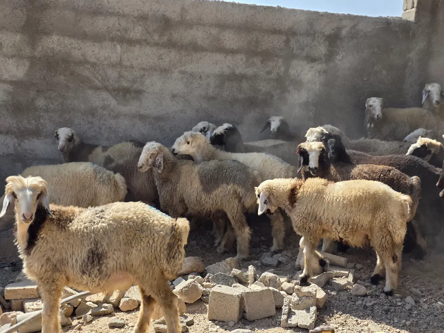 فروش  بره|حیوانات مزرعه|کوار, |دیوار