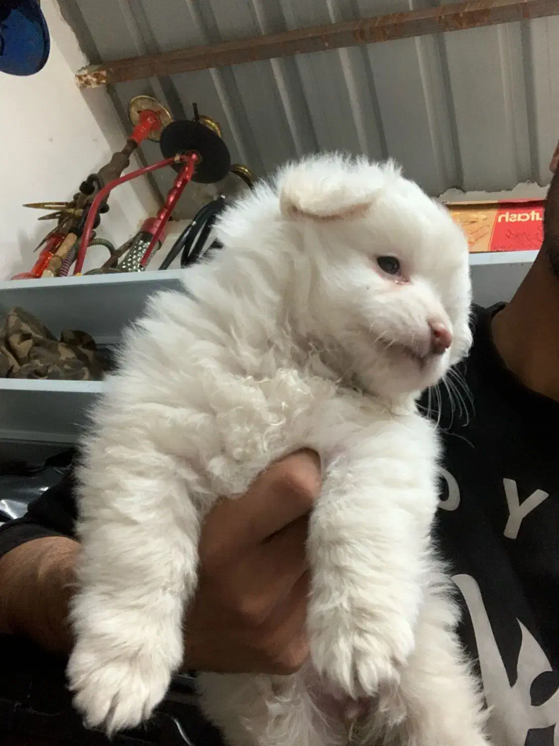 پامر خرسی|سگ|قزوین, |دیوار