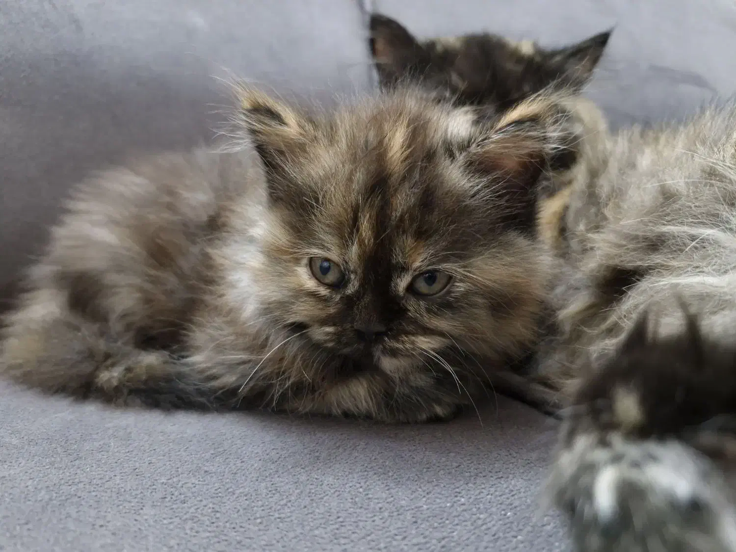 گربه پرشین|گربه|تهران, ابوذر|دیوار