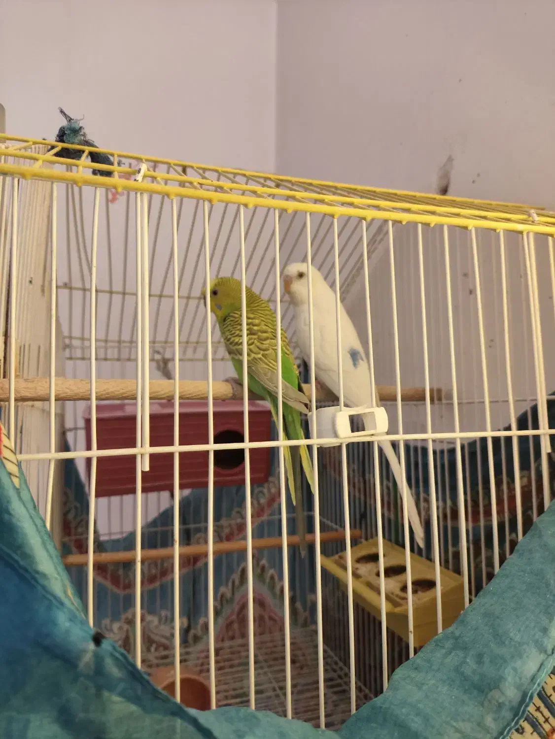 مرغ عشق|پرنده|کرمان, |دیوار