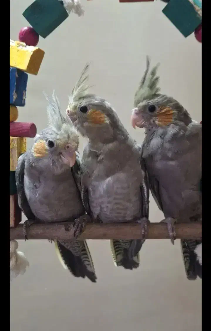 عروس هلندی|پرنده|شاهین‌شهر, گزبرخوار|دیوار