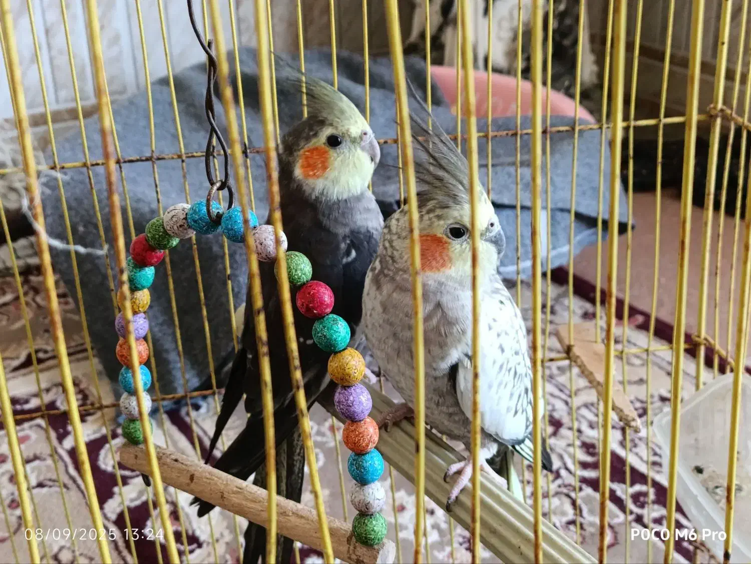 عروس هلندی|پرنده|آشخانه, |دیوار