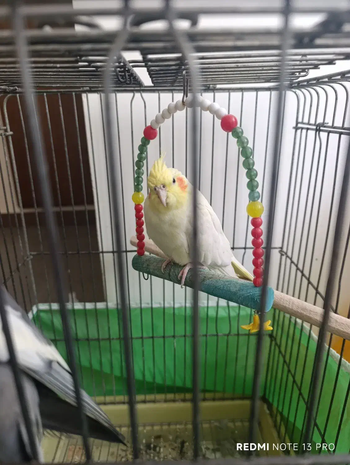 عروس هلندی کوتوله برژیلی|پرنده|ساری, |دیوار