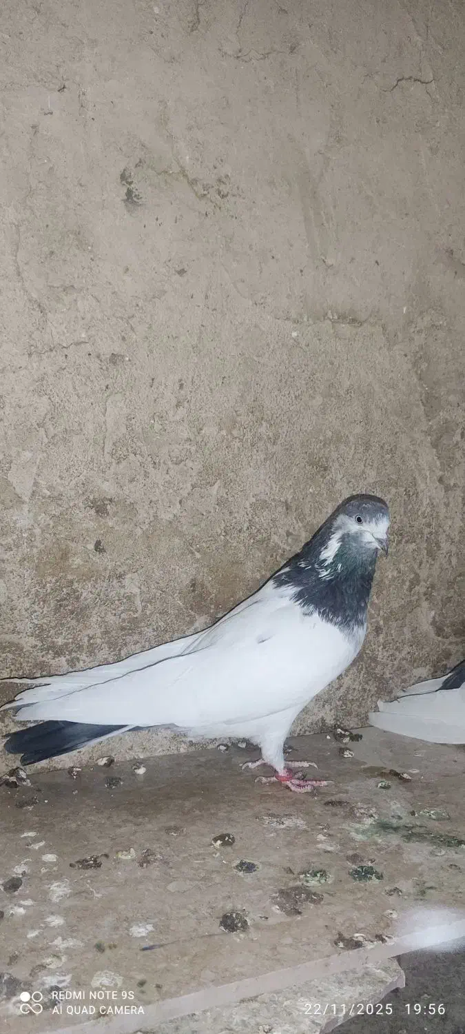 کله دم سبز نر جوان|پرنده|لالجین, |دیوار