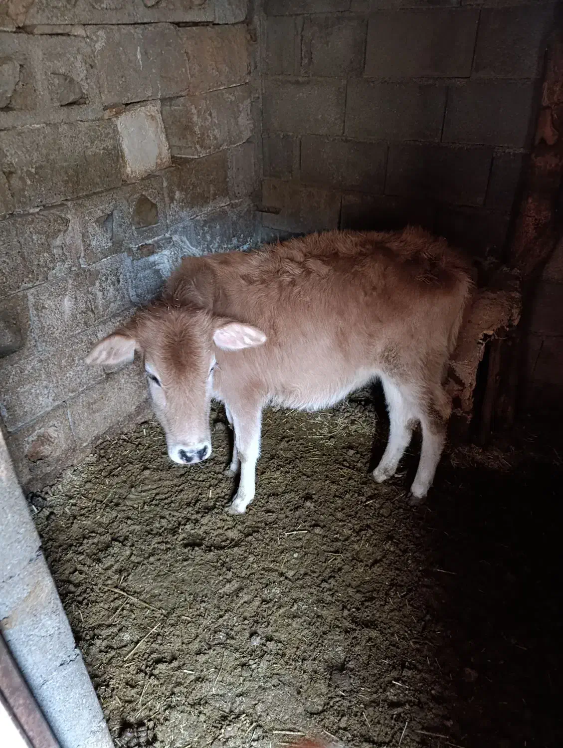 گوساله|حیوانات مزرعه|پاتاوه, |دیوار