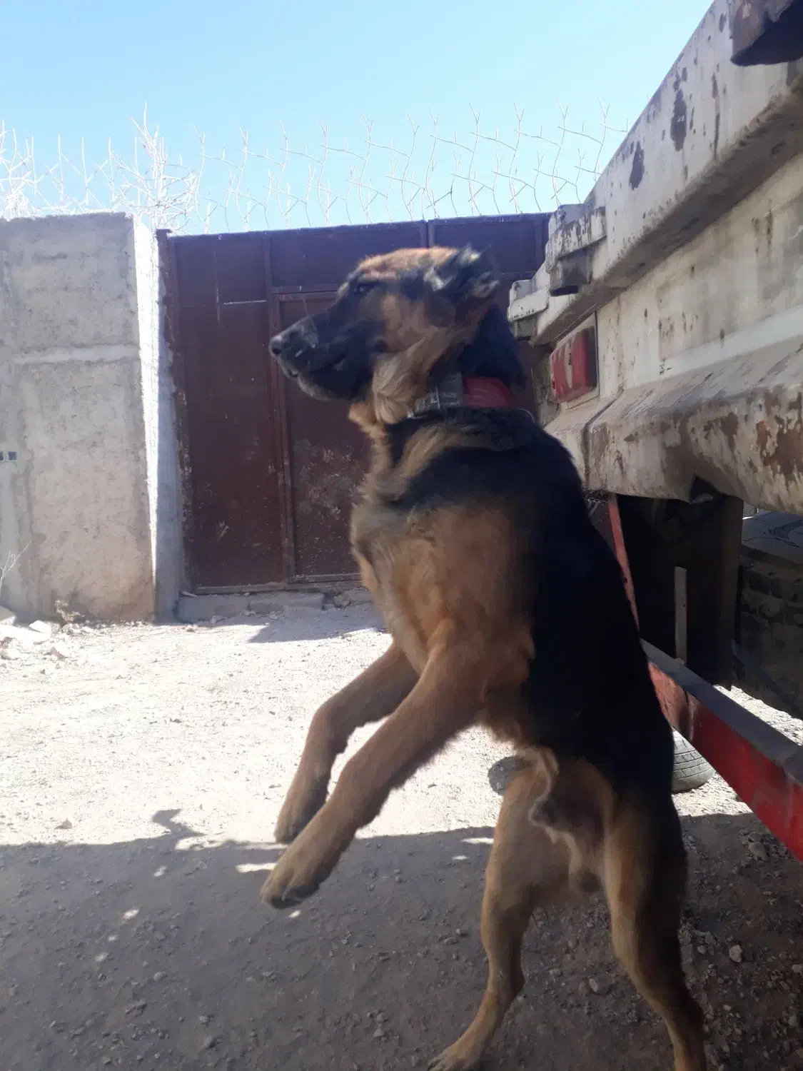 سگ ژرمن|سگ|کرمان, |دیوار