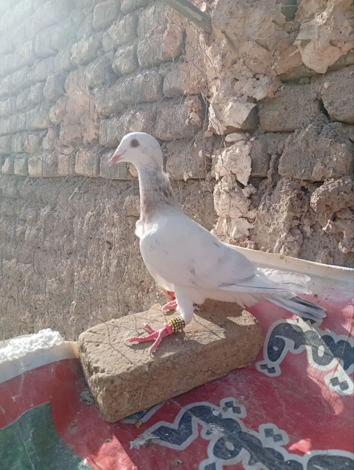 کله هما هفترنگ ماده آس تو عکس و فیلم همه چی مشخصه|پرنده|سبزوار, امیر کبیر|دیوار