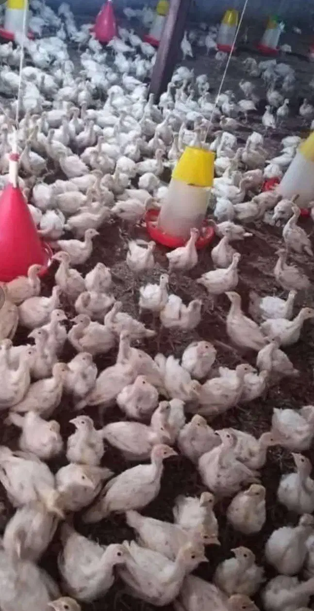 جوجه بوقلمون بیوتی وبرنز۱ روزه الی ۲ماه تخم نطفه د|حیوانات مزرعه|تهران, جوادیه|دیوار