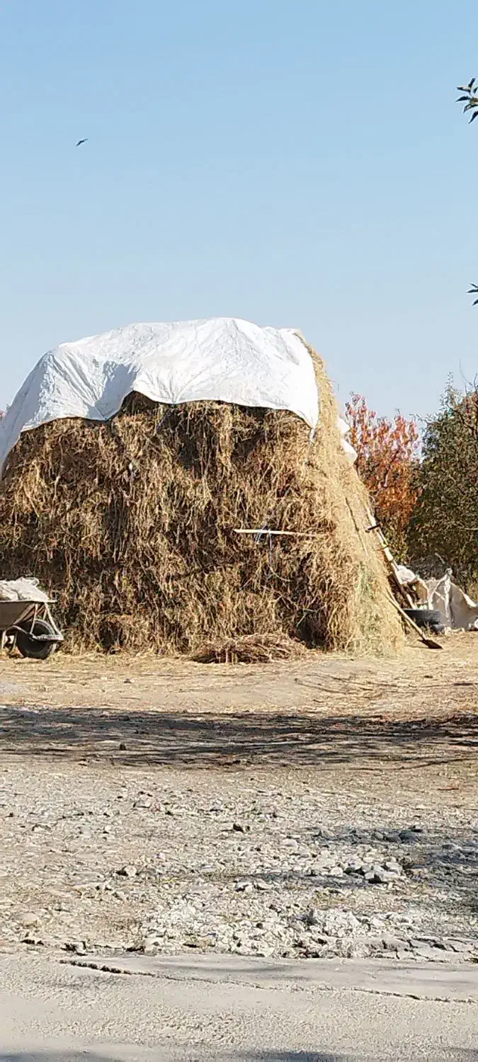 علوفه و یونجه|خدمات باغبانی و درختکاری|نوشین شهر, |دیوار