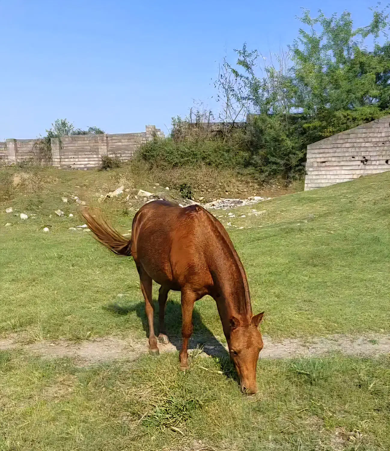 مادیون پونی پنج سال قد 95 سانت|اسب و تجهیزات اسبسواری|باقرشهر, |دیوار