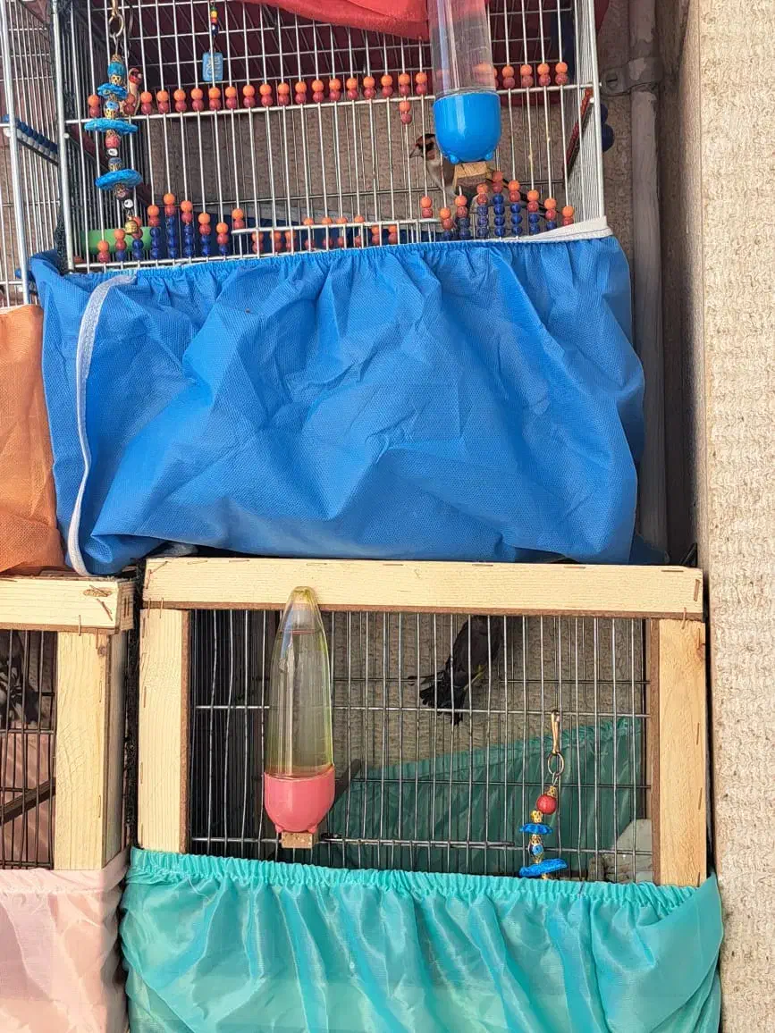 سهره|پرنده|کرج, اصفهانیها|دیوار