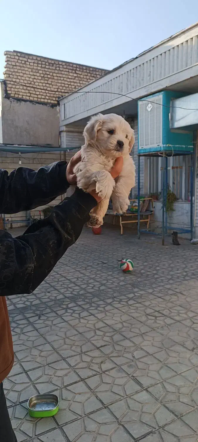 توله شیتزو فلت|سگ|فسا, |دیوار