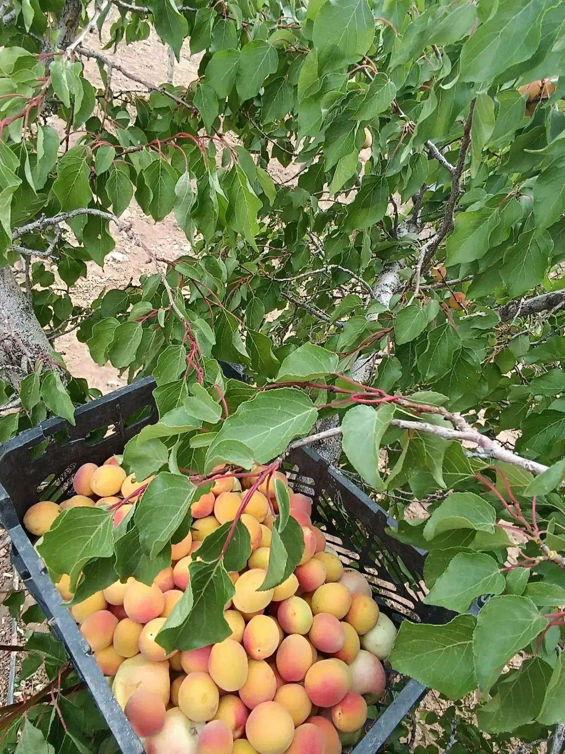 فروش چاه کشاورزی  با متعلقات کامل|فروش زمین و ملک کلنگی|بهمن صغاد, |دیوار