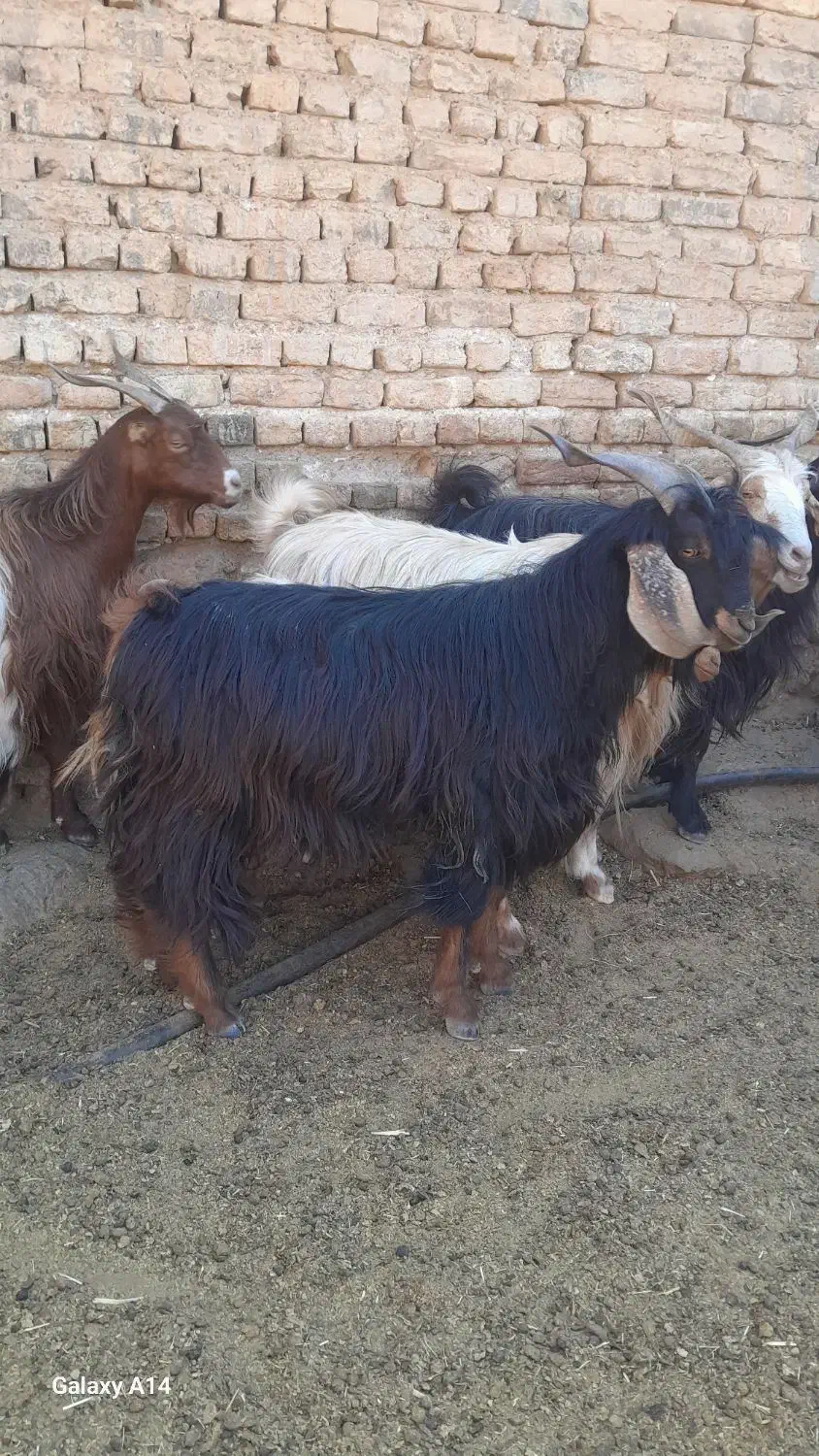 چپیش نر|حیوانات مزرعه|چگنی, |دیوار