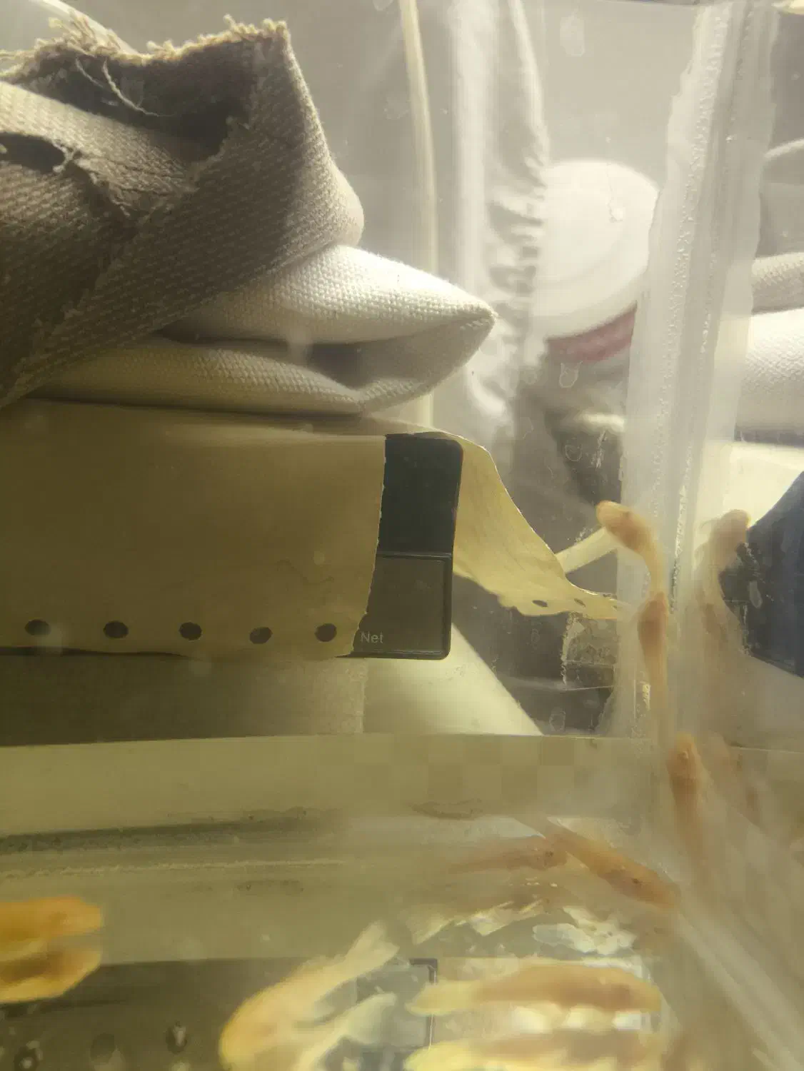 لجن خوار البینو|ماهی|یزد, |دیوار