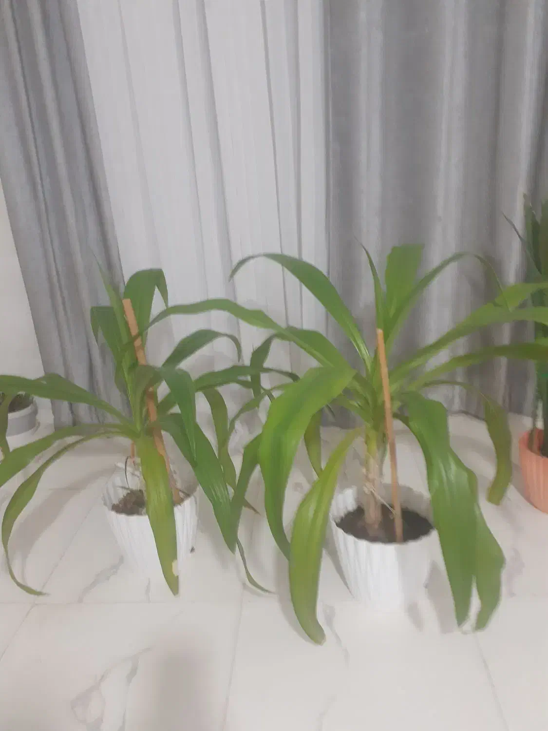 فروش گل|گل و گیاه طبیعی|مرودشت, فاز دوم شهرک فرهنگیان|دیوار