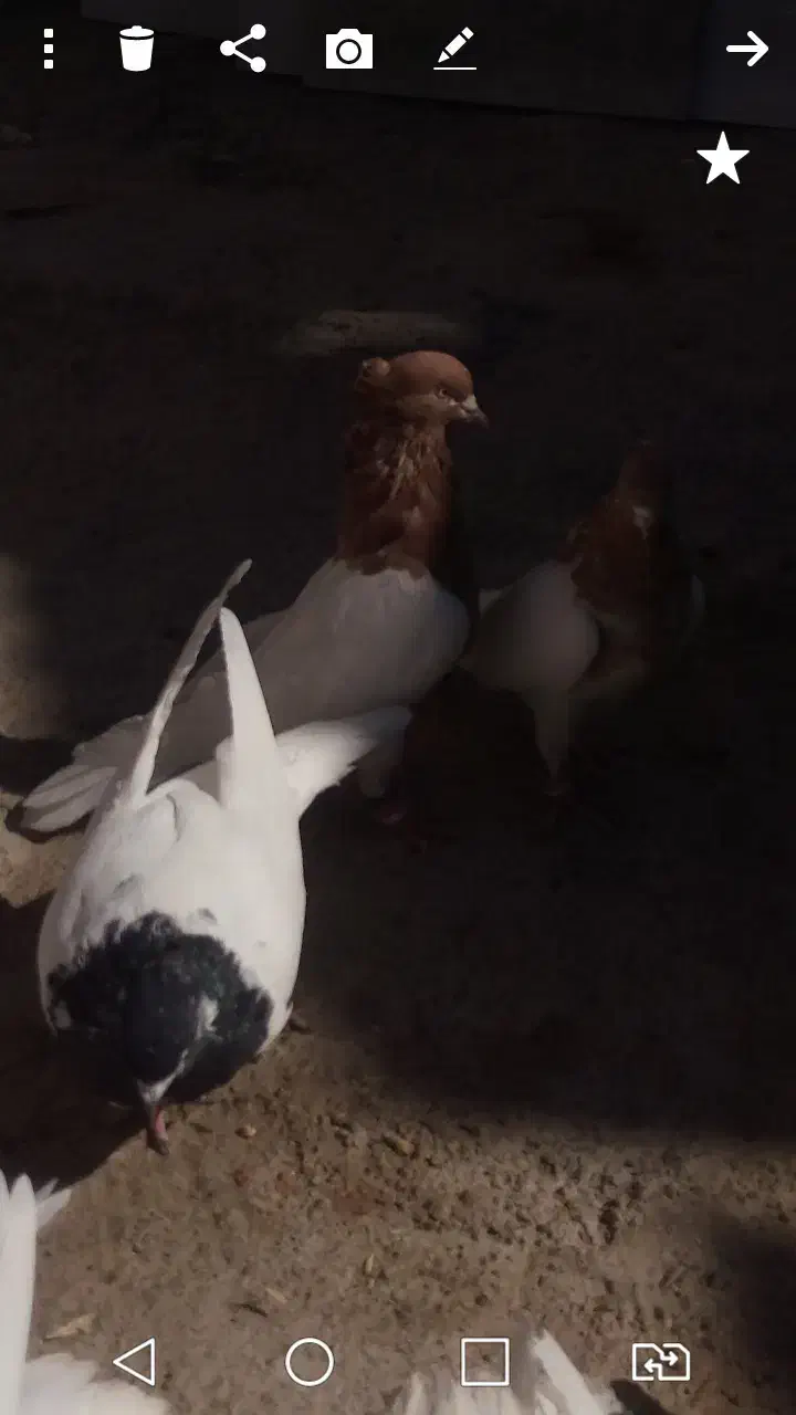 کله زرد و سیاه|پرنده|چگنی, |دیوار