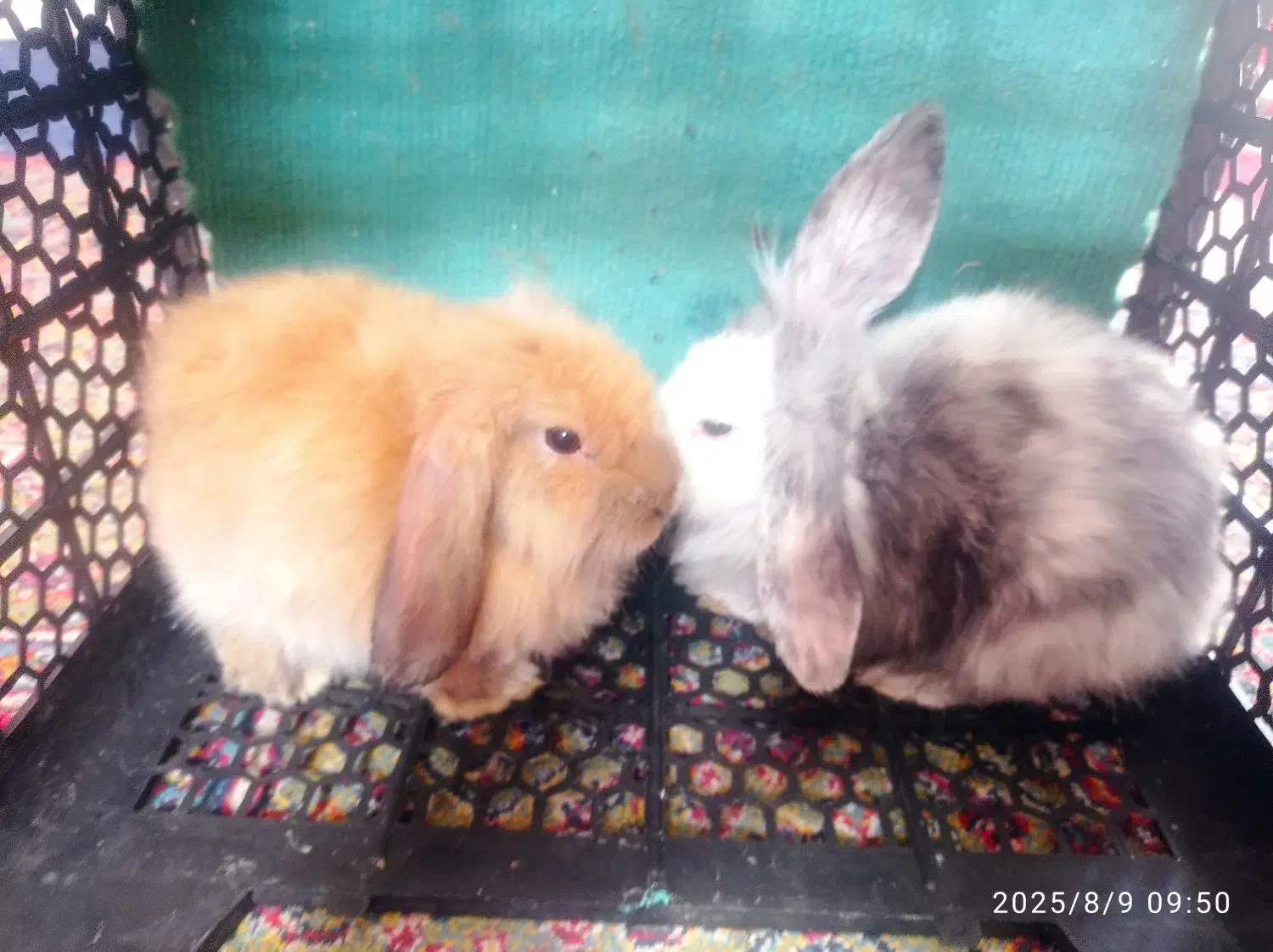 محمد|موش و خرگوش|اهواز, پردیس دو|دیوار