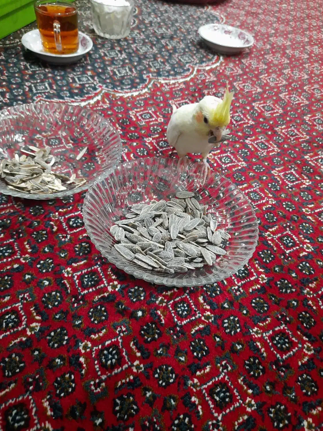 جفت مولد و سرحال|پرنده|مهاباد (آذربایجان غربی), |دیوار