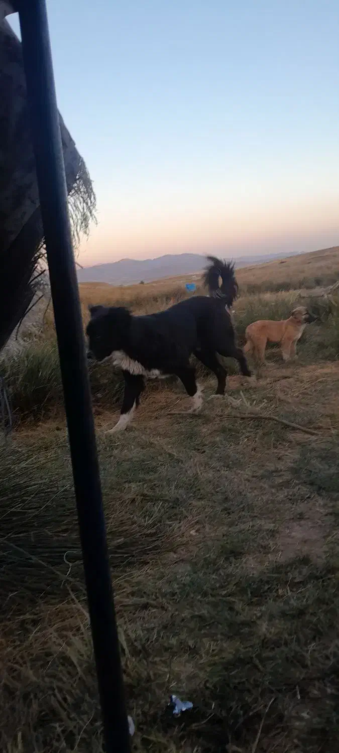 سگ قدردانی اصل|سگ|نورآباد ممسنی, |دیوار