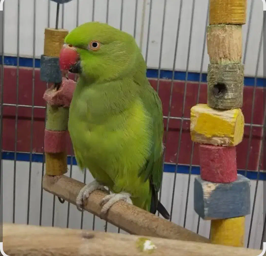 طوطی ملنگو ماده گمشده|حیوانات|آبادان, |دیوار