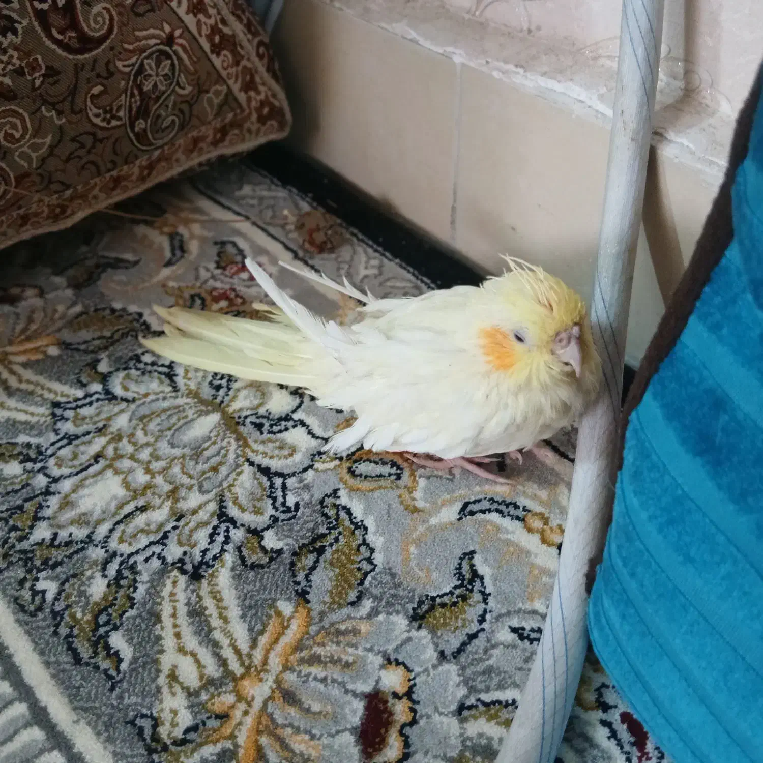 عروس هلندی|پرنده|بیرجند, |دیوار