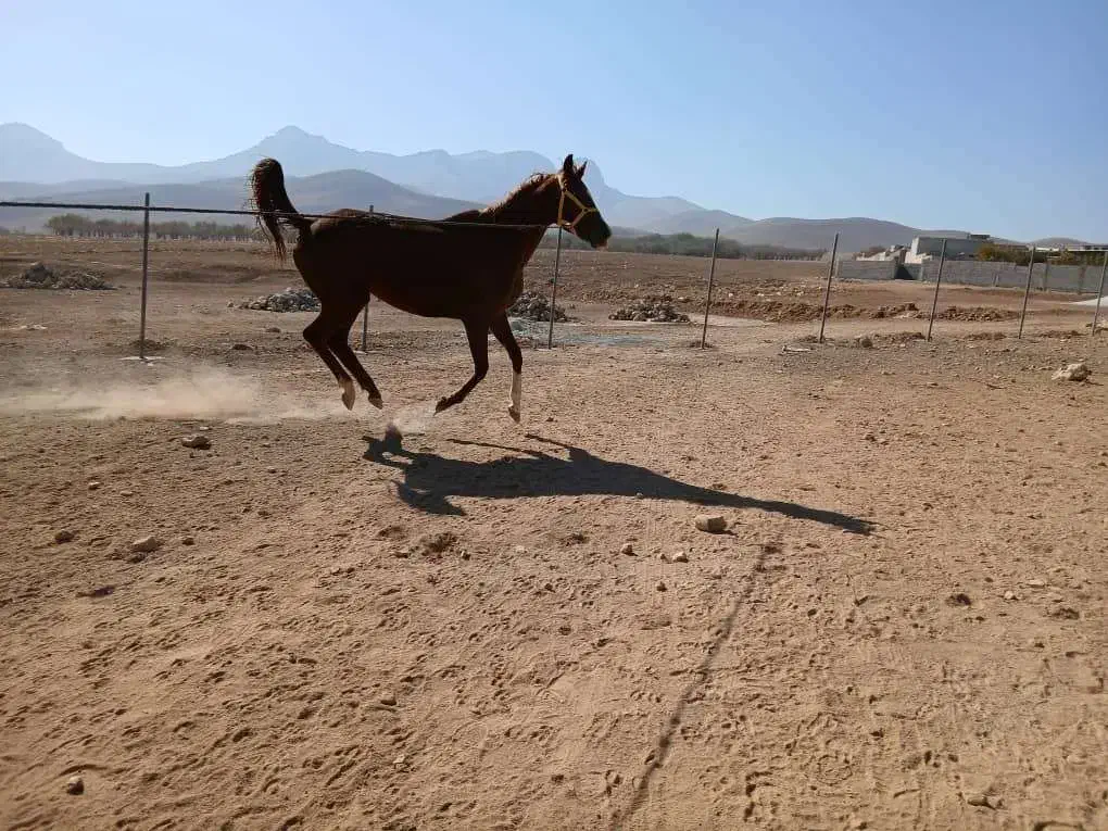 فروش مادیون کرنک|اسب و تجهیزات اسب‌سواری|بروجن, |دیوار