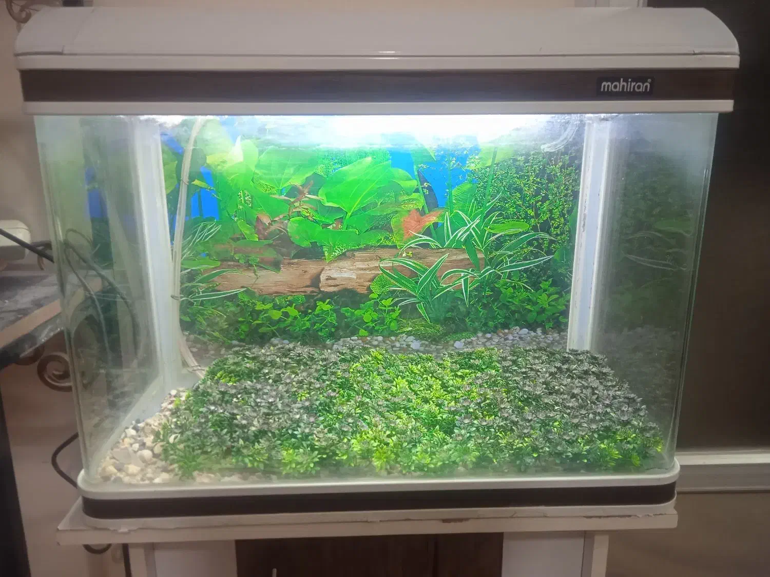 آکواریوم مای هیرا سالم|ماهی|ابریشم, |دیوار