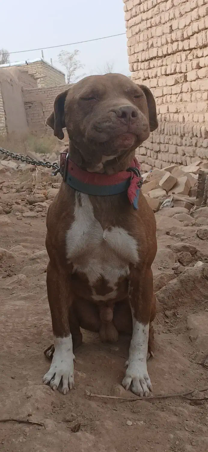 سگ پیتبول|سگ|بوئین زهرا, |دیوار