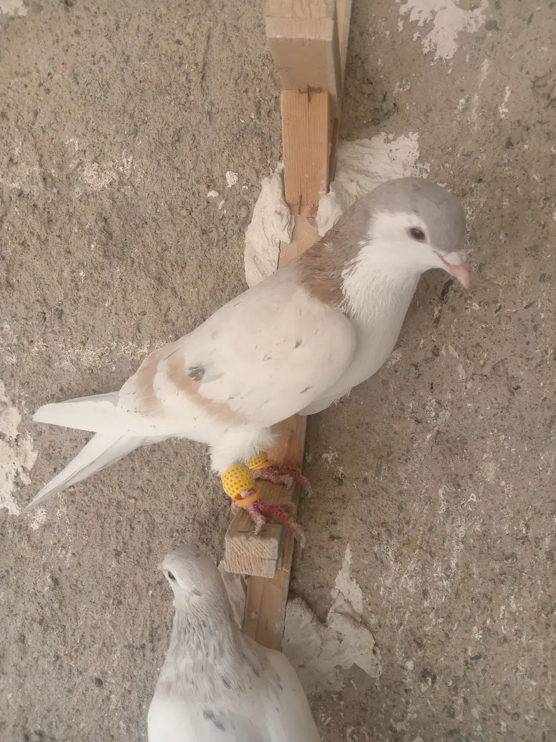 ساده هفت رنگ|پرنده|نیشابور, شهید بهشتی|دیوار