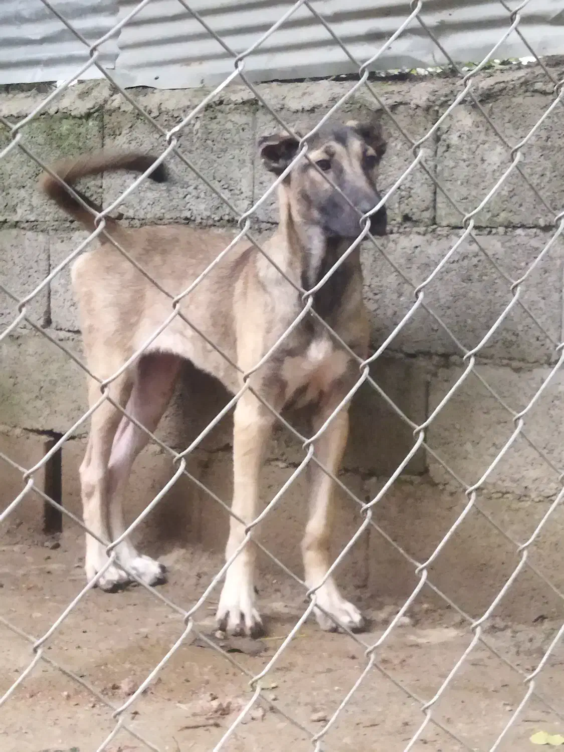 توله های سرابی|سگ|شاندرمن, |دیوار