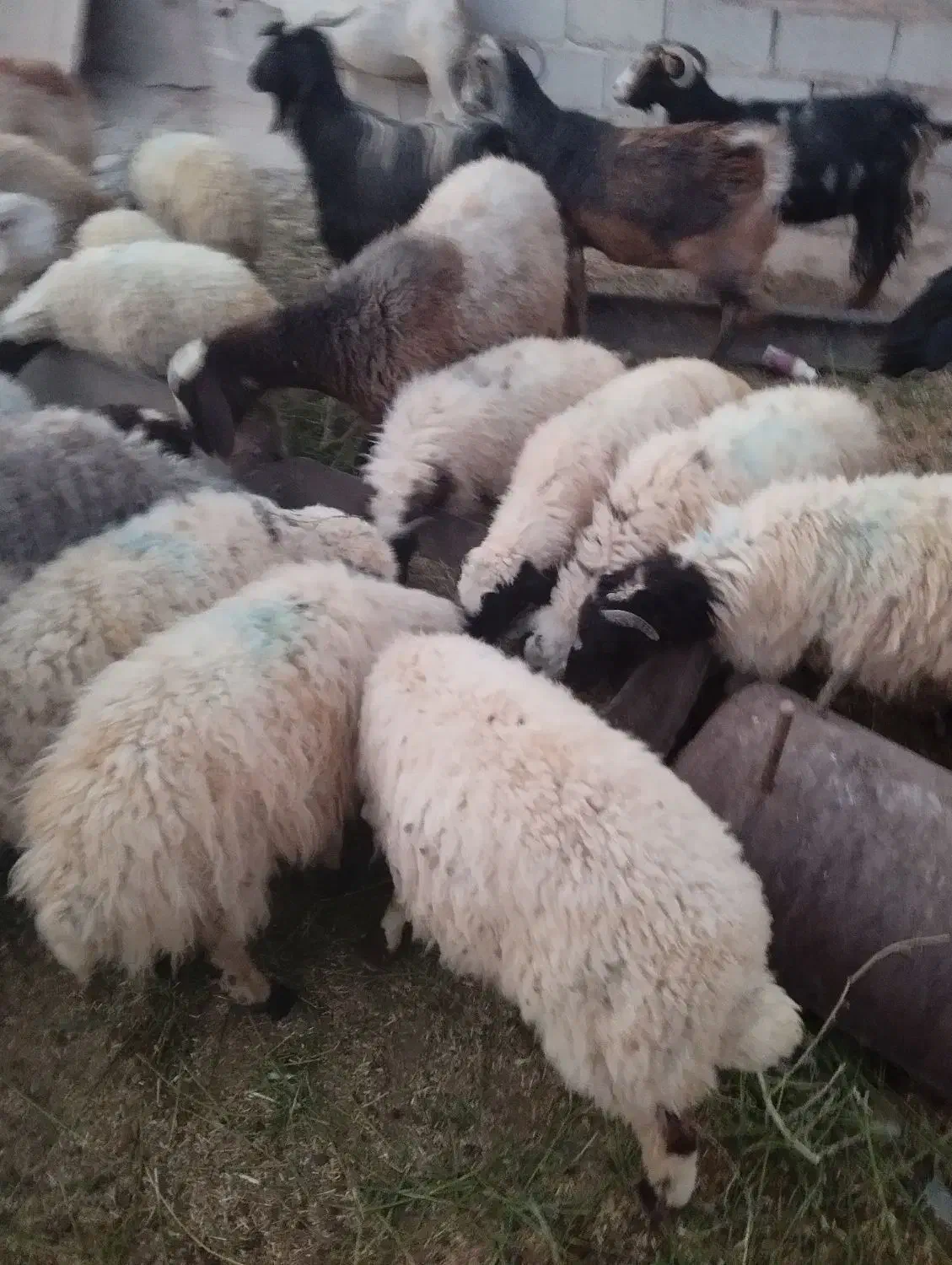 بره سبک|حیوانات مزرعه|کاشان, راوند|دیوار