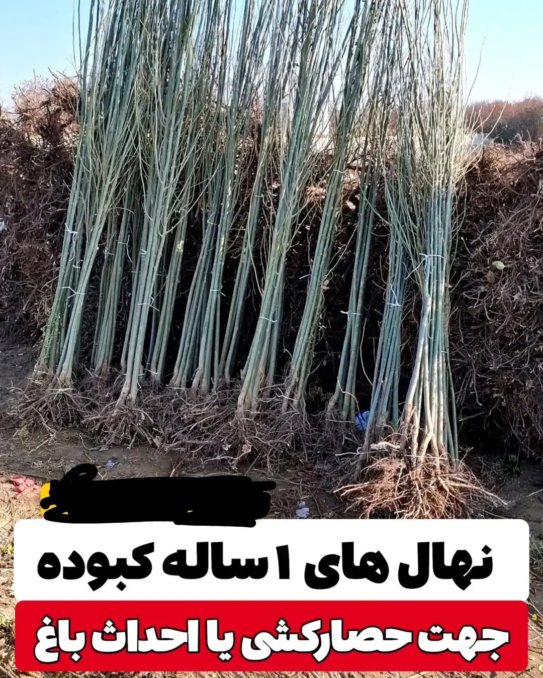 فروش عمده نهال صنوبر یک تا سه ساله|خدمات باغبانی و درختکاری|پارس‌آباد, |دیوار