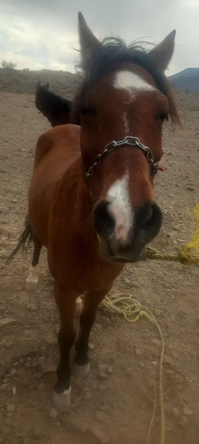 مادیان|اسب و تجهیزات اسب‌سواری|الموت, |دیوار