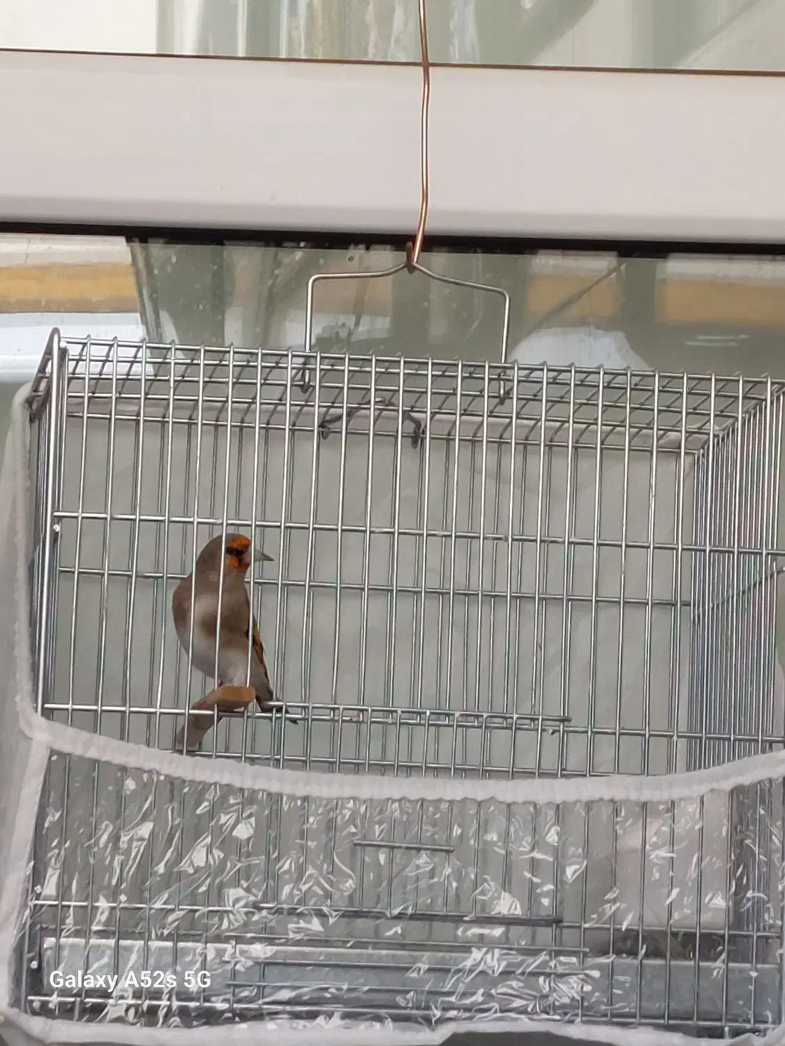 سهره نر|پرنده|تبریز, |دیوار