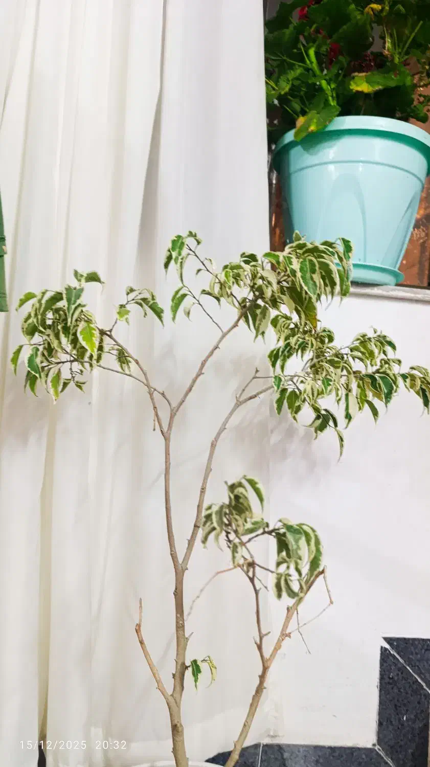 گل بنجامین|گل و گیاه طبیعی|اردبیل, |دیوار