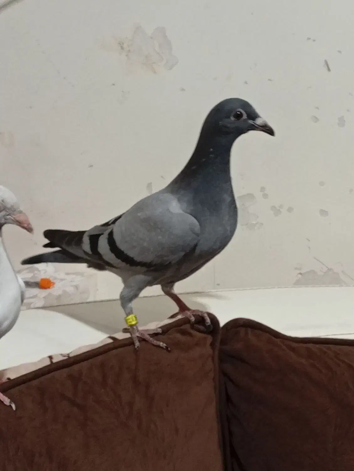 جوجه پلاکی هیچ پر|پرنده|اهواز, منبع اب|دیوار