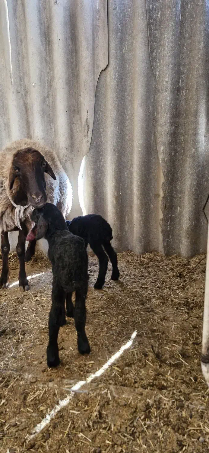 بره شیری . بره دوقل|حیوانات مزرعه|شهریار, شهرک مصطفی خمینی|دیوار