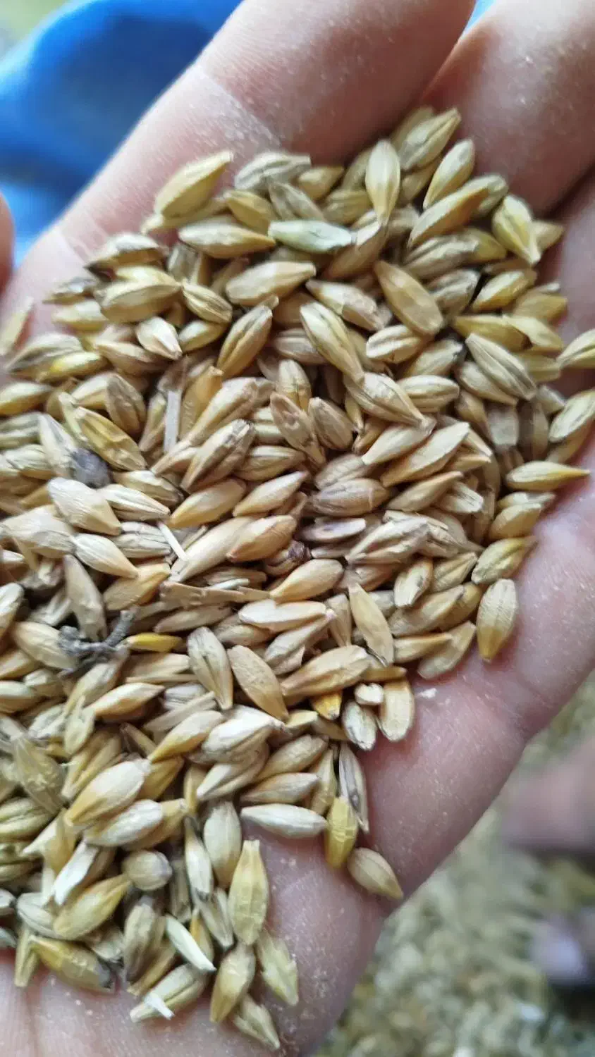 سبوس و کنسانتره پروار|عمدهفروشی|کاشمر, |دیوار