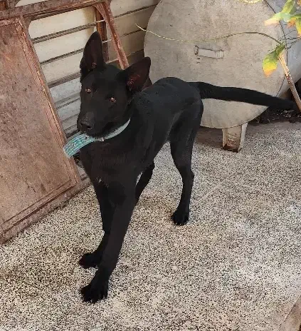 توله ژرمن شپرد بلک|سگ|بم, |دیوار