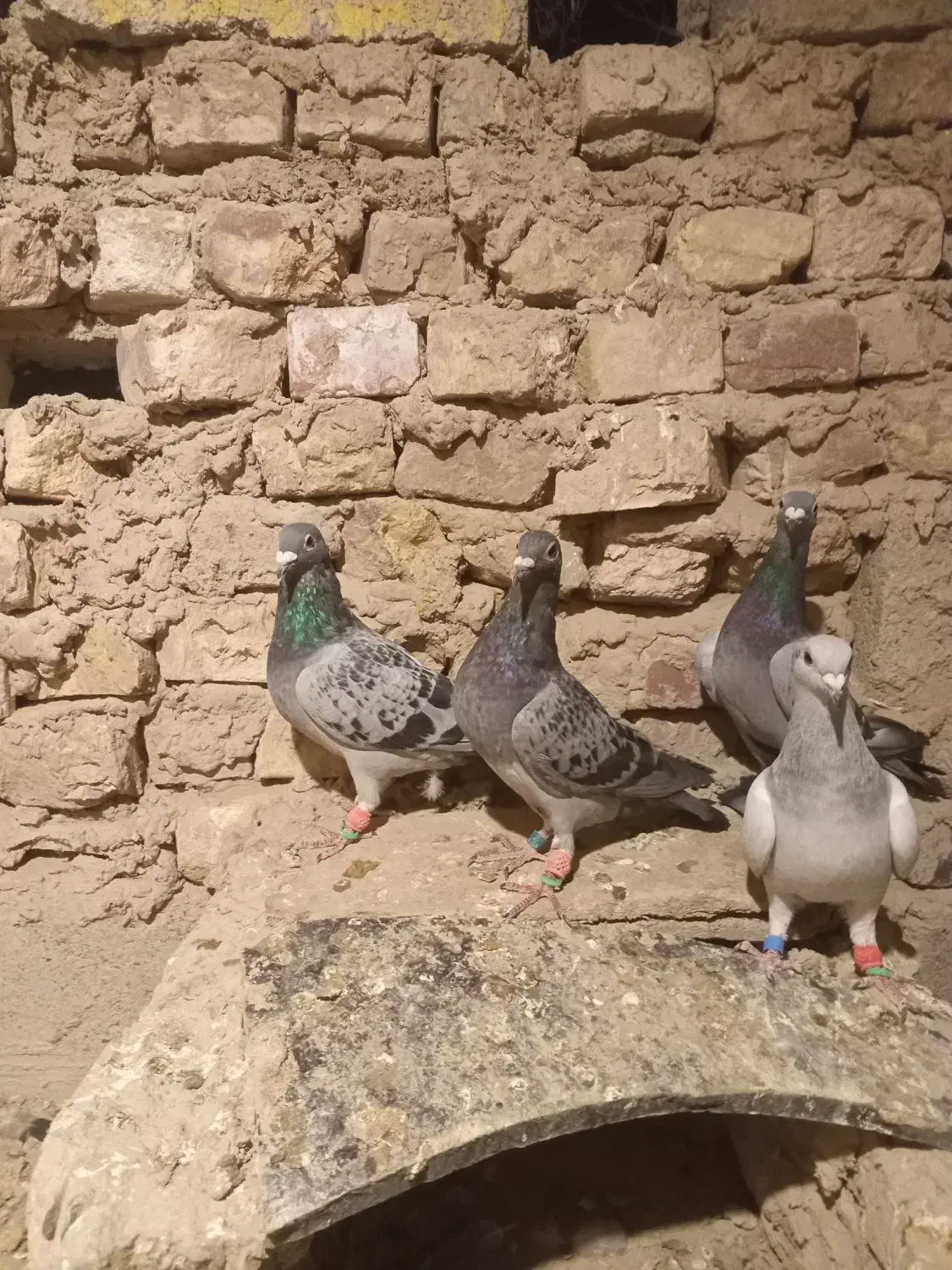 کبوتر نر|پرنده|کرباسک, |دیوار