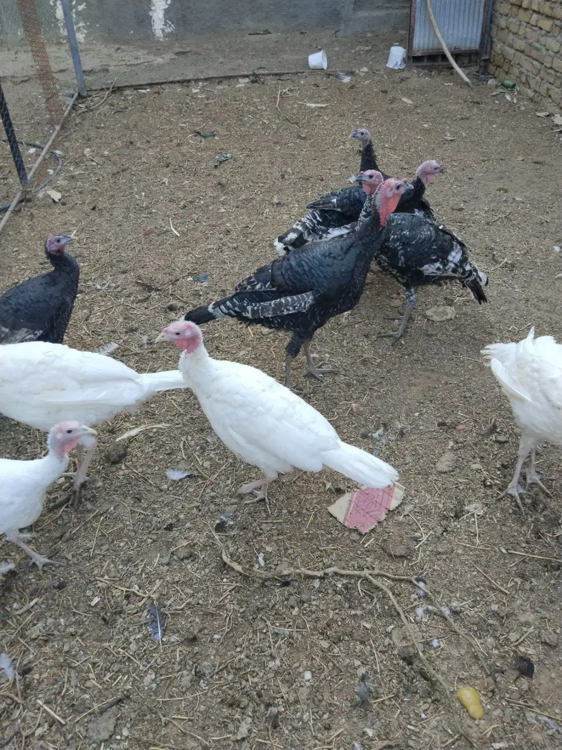 بوقلمون|حیوانات مزرعه|مشهد, کلاته تیموری|دیوار