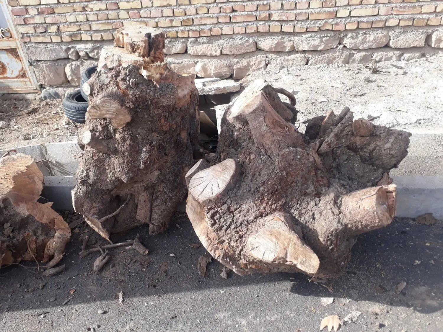 ریشه و چوب|گل و گیاه طبیعی|قزوین, |دیوار