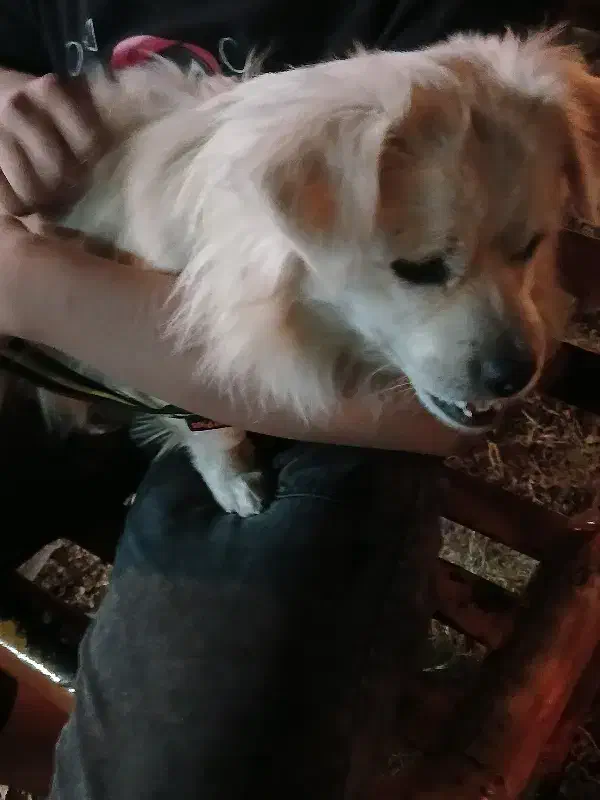 سگ بازیگوش|سگ|شوشتر, |دیوار