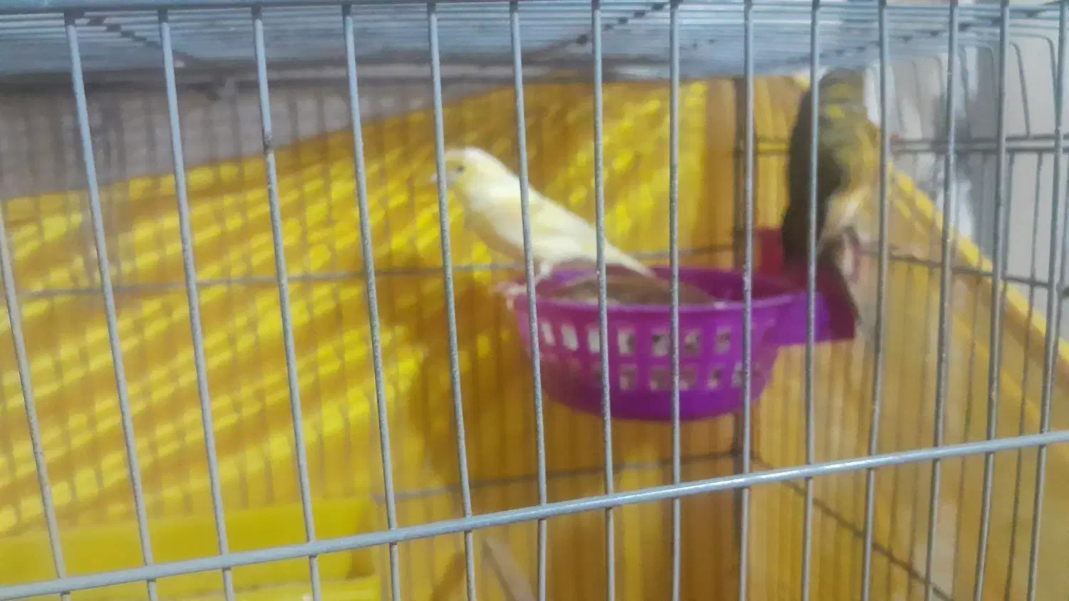 فناری جفت|پرنده|اردبیل, |دیوار