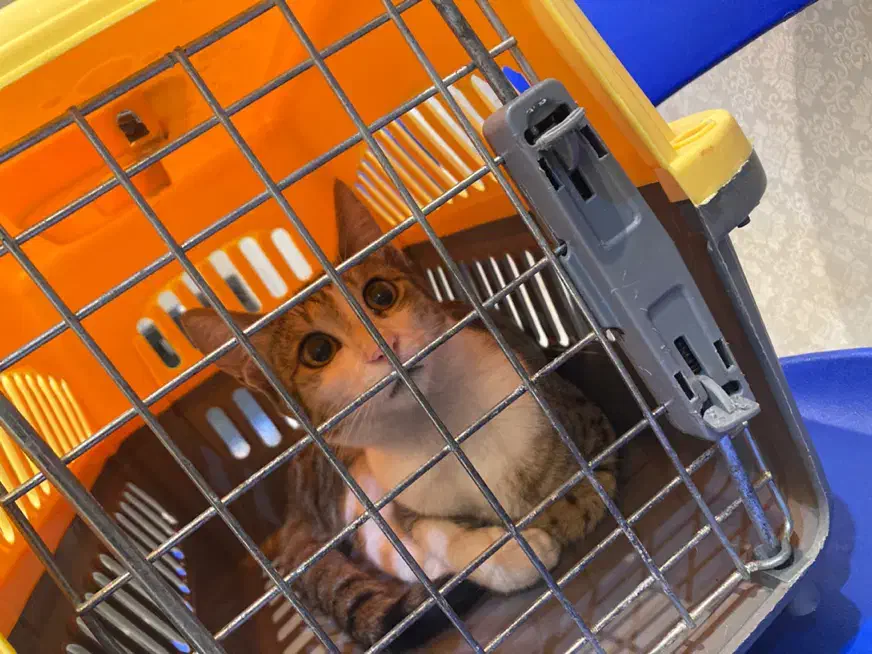 واگذاری گربه نارنجی و پلنگی|گربه|رشت, بوسار|دیوار