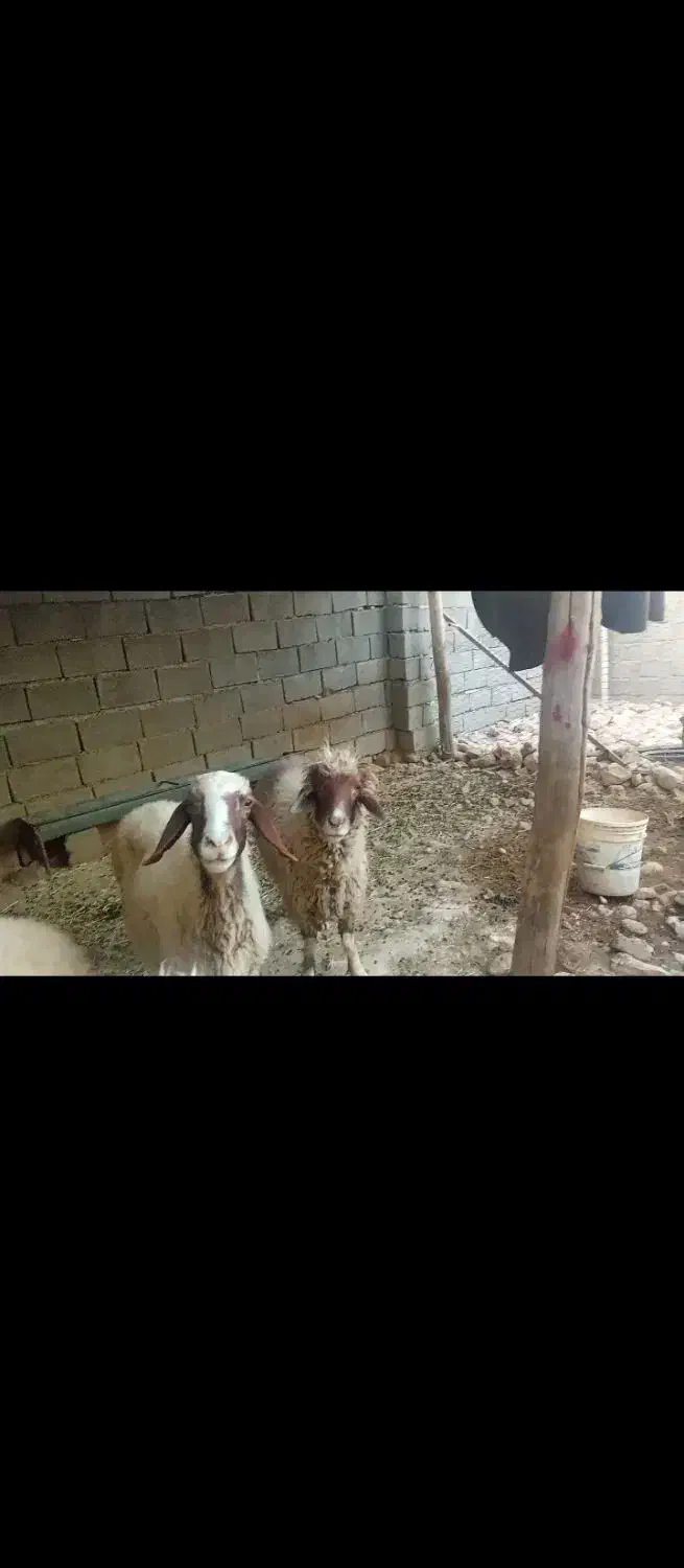 گوسفند آشتی وگوشتی|حیوانات مزرعه|سیروان, |دیوار