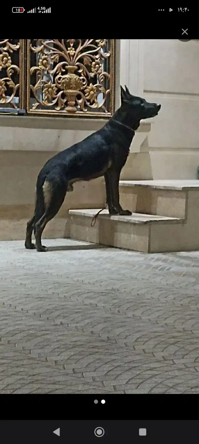 فروش فوری سگ مایونز|سگ|بندر ماهشهر, |دیوار